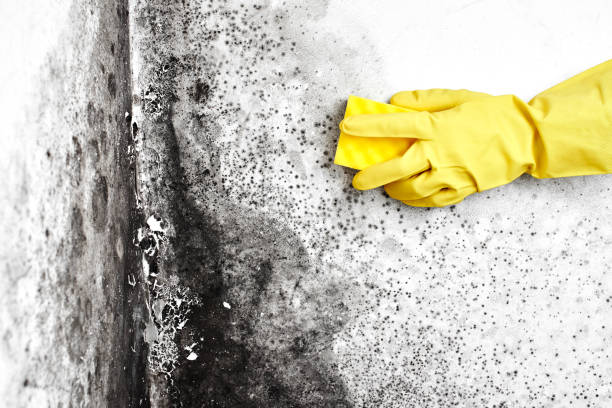 Best Best Mold Removal Companies  in Washington Park, FL