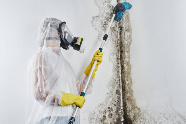 Mold Removal Process in Washington Park, FL