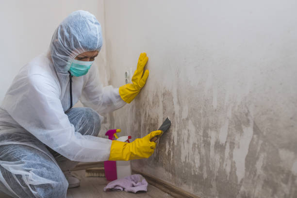 Best Professional Mold Removal  in Washington Park, FL