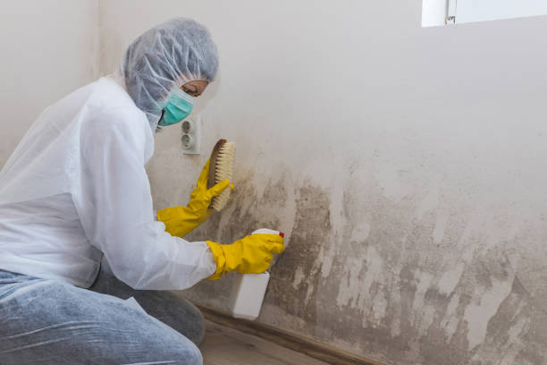 Best Black Mold Removal  in Washington Park, FL