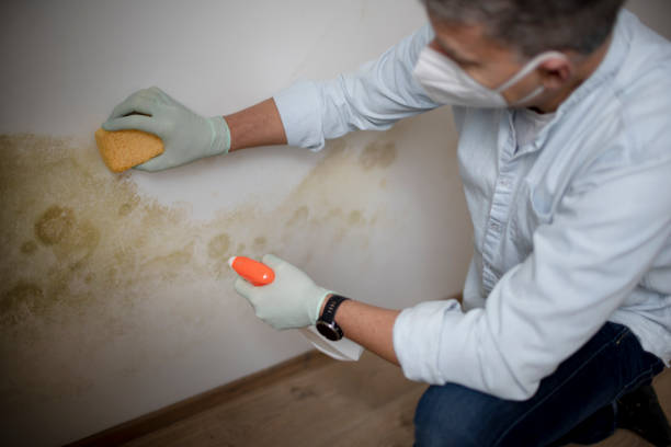 Best Mold Damage Repair  in Washington Park, FL