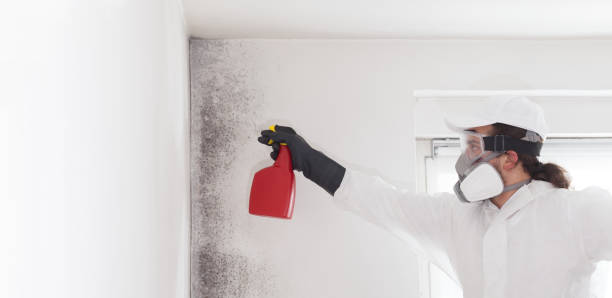 Best Affordable Mold Removal  in Washington Park, FL