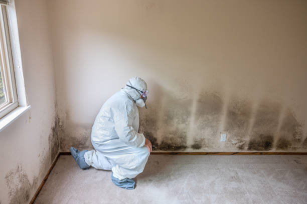 Best Fast Mold Removal  in Washington Park, FL