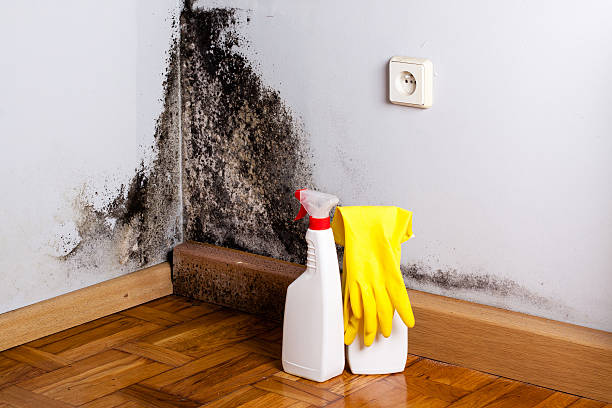 Best Water Damage Restoration  in Washington Park, FL